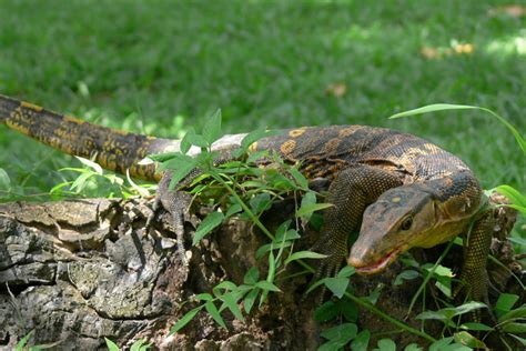 'Bayawak' included in endangered 'red list' .